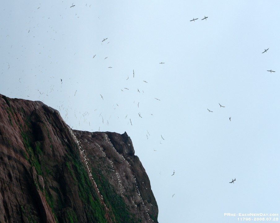 11796CrLeSh - Boat cruise around Perce Rock - Bonaventure Island and hiking to the Gannet colony